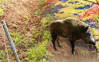 '멧돼지 등 농작물 피해 잇따라'...고흥군 농가 보상 나선다