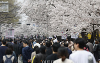 산책로 새 단장에 야간 조명‧갤러리까지…봄꽃에 취한 서울