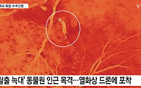 대전 오월드 탈출 늑대 수색 '사흘째'…대체 어디에