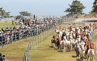 '제주도 말 100여마리 초원질주...입목 전통재현 축제