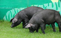 우리흑돈, 프리미엄부터 대중시장까지 노린다…농진청 ‘투트랙 산업화’