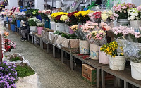수입 국화도 추적관리…꽃시장 거래질서 손본다