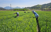 알코올 간 손상 막는 새싹보리 ‘혜누리’…종자 보급 8배 확대