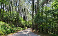 짧게 끝내던 임도공사 바꾼다…산림청, 5년 이상 ‘다년화’ 시범 착수
