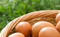 日 계란 가격, 조류인플루엔자·중동 지정학 리스크 겹치며 최고치 경신