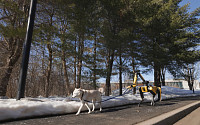 목줄 잡고 개 산책시키는 ‘로봇개’…보스턴다이나믹스 ‘스팟’, 제미나이 탑재