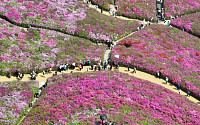 '철쭉 만개한 꽃동산 눈호강' [포토로그]