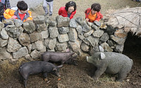 돼지 문화 담긴 유물·자료...제주돌문화공원 공개 구입 나서