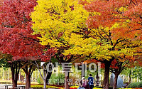 [포토]가을의 낭만