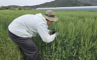 밀ㆍ 보리 등 맥류 붉은 곰팡이병...구례군 적기 방제 시급