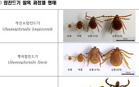 봄나들이 반려동물도 위험하다…4~5월 ‘참진드기 약충’ 급증