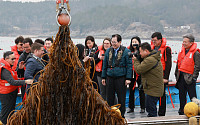 완도군 해조류...'바다가 연금 준다'