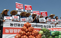 양파밭 갈아엎는 농민들…정부는 2000톤 수출로 가격 방어