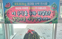 창원서 23.63㎏ '슈퍼수박' 수확⋯일반 수박 2배 크기