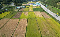 3만4000ha 삼킨 벼멸구 악몽…올해 방제는 ‘예측전’으로 간다