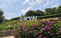 신안군, 도초도서 '2026 섬수국 축제' 개최
