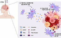 성빈센트병원, 뇌종양 잡는 줄기세포 개발…도농 만성질환 격차 16년째 지속 확인