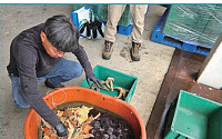 골칫거리 불가사리·성게, 친환경 제품 원료로 탈바꿈