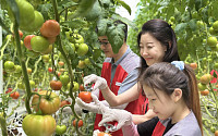 신세계푸드, 창립 31주년 맞이 협력 토마토 농가 찾아 일손 봉사