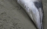 세상에서 가장 희귀한 ‘부채이빨부리 고래’ 첫 발견