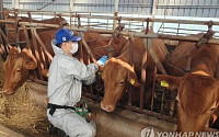 전북 순창 한우농장서 올해 첫 럼피스킨병 발생…“2종 가축 전염병 준한 방역”