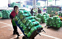 농협 “김장배추, 수급전망 늘었다”