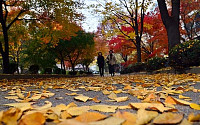[포토]낙엽의 거리 산책하는 시민들