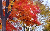 [포토]낙엽의 거리