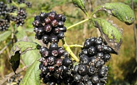 ‘오가피 열매’서 염증치료 물질 발견