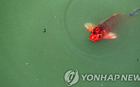 옥정호 남조류 증가세…전북도, 수질감시 강화