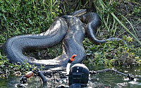 8m 괴물 아나콘다, 아마존서 근접 포착 성공