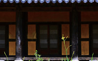산사의 범부채꽃
