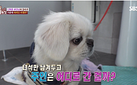 '더는 못 키워…' 반려견은 어디로 갈까