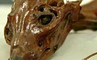 멕시코서 첫 애완견 미라 발견…1000년 전 부족생활 비밀 풀리나