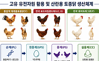 백숙·삼계탕 넘어 달걀로…토종닭, 프리미엄 시장 겨냥