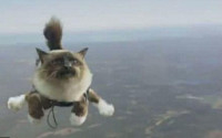 스웨덴 보험사 '아찔한' 광고...고양이 무더기 스카이다이빙 시켜