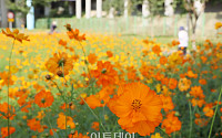 토요일 아침 쌀쌀·낮엔 더워⋯일교차 최대 15도 안팎