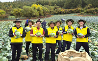 오뚜기 임직원, 인제서 양배추 수확 일손 보탰다…200톤 계약재배