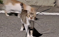 케이블타이에 목 졸린 길고양이...여수시서 잇따라 발견