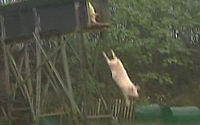 중국 동물학대 논란...돼지, 하루 30번 다이빙