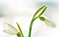[2012 IPO 결산]‘증시의 꽃’ IPO… 봄바람 언제 불까