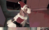 개리 크리스마스, 개들의 축제?!