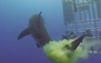 ‘물 흐린 상어’...핵폭탄 방귀에 다이버들도 '화들짝'