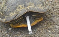 괴로운 동물 흡연가들…담배 물고 ‘콜록콜록’