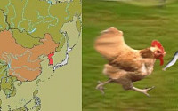 미국인이 보는 한중일, "멸치 쫓는 닭이라니..."