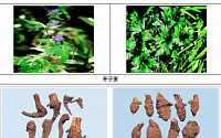 식약청, 한약재 ‘초오’ 섭취 주의 당부
