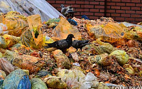 [포토]비둘기들의 먹이되는 음식물쓰레기
