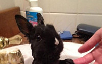 목욕 중인 토끼 &quot;까만 '얼큰이' 토끼, 귀여워&quot;