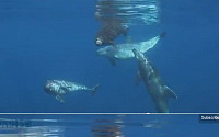 물개 구한 돌고래 &quot;길 잃은 물개를 이끈 감동적인 돌고래 가족&quot;