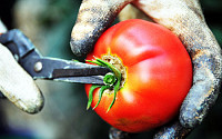 정부, 대기업 토마토 농사에 87억 지원 ‘논란’